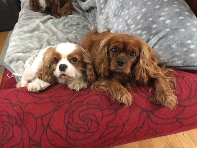 Pedigree Cavalier King Charles Spaniels Carousel 13