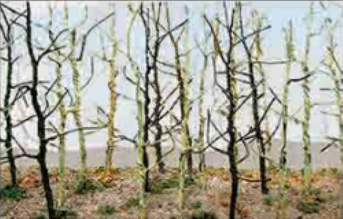 N: Wood Edge Trees Bare Green(20) Carousel 1