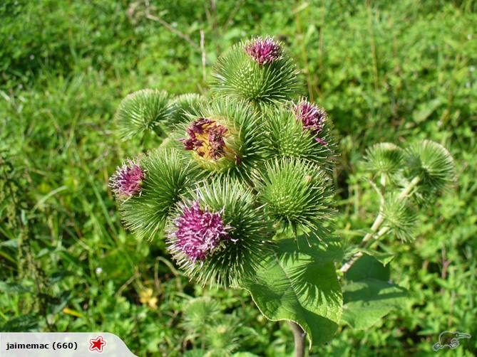BURDOCK - 20 SEEDS Carousel 1