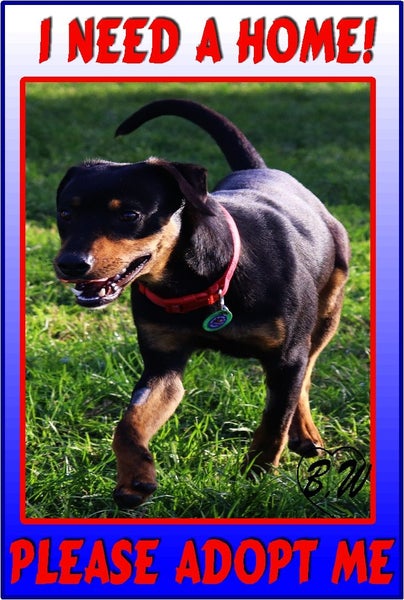 Max - Huntaway X - BOI Animal Rescue Trust Carousel 2