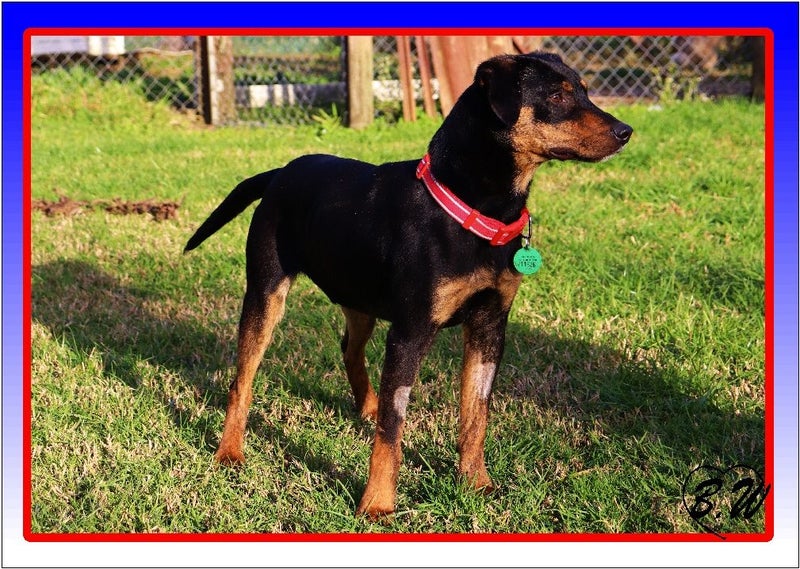 Max - Huntaway X - BOI Animal Rescue Trust Carousel 1