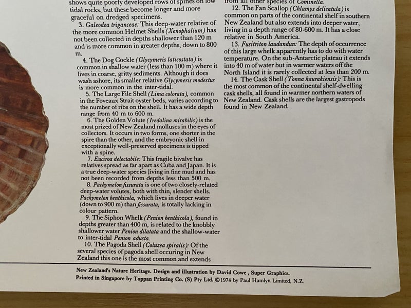 VINTAGE POSTER: Shells of New Zealand 1974 Carousel 4