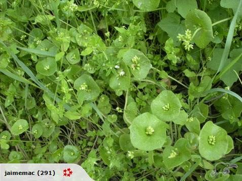 MINER'S LETTUCE - 20 SEEDS Carousel 1