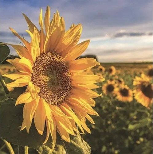 PARTIAL DIAMOND PAINTING - SUNFLOWER 25 X 30 CM Carousel 1