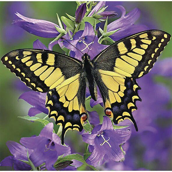 PARTIAL DIAMOND PAINTING - BUTTERFLY 25 X 25 CM Carousel 1