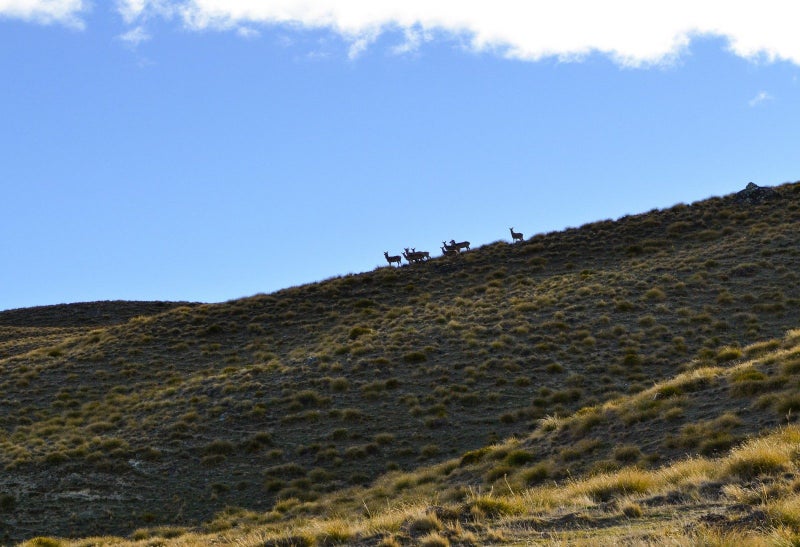 Branch Creek Station, Cardrona, Wanaka, Otago