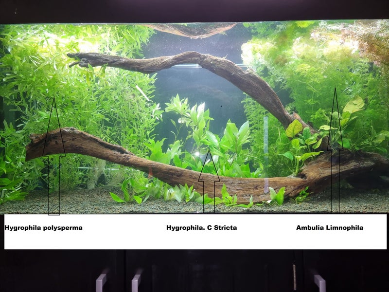 Hygrophila. C Stricta Aquarium plant 26 TO 32c good discus tank No co2 SMALL SZ Carousel 14