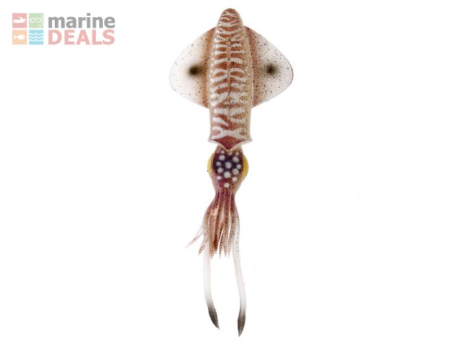Savage Gear 3D LB Swim Squid 18cm Qty2 Cuttlefish Carousel 2