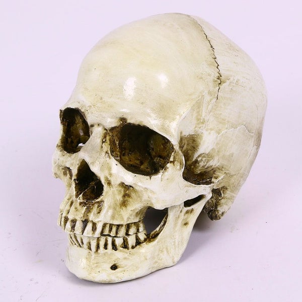 Skull Head Human Resin Skeleton Detached Jaw 2013703 Carousel 2