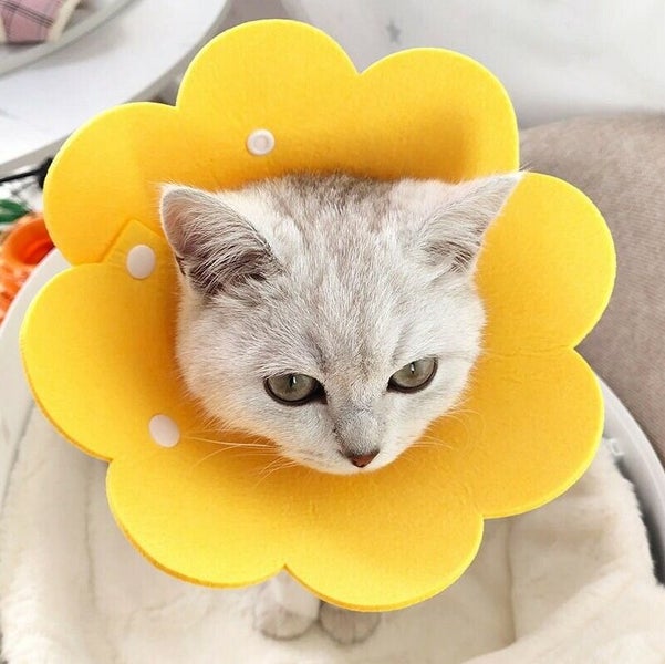 Cat Protection Anti Licking Collar M Carousel 1
