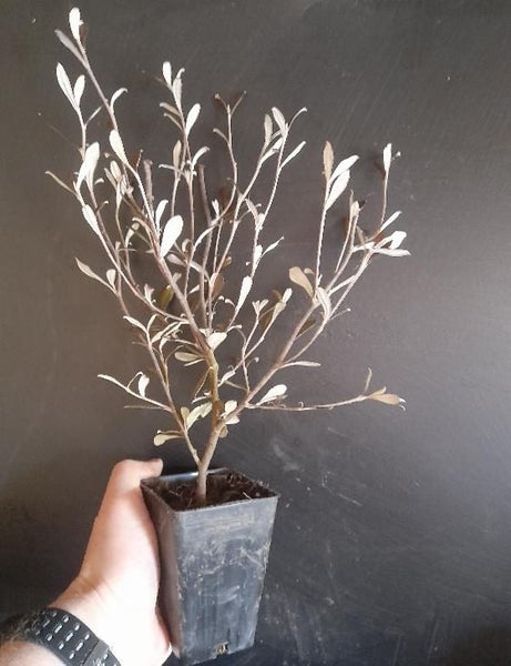 Corokia Bronze King x 50 Carousel 1