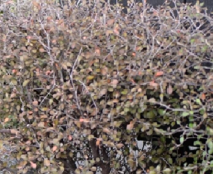 Corokia Bronze King x 50 Carousel 2