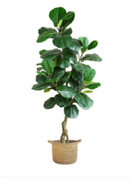 Artificial Fiddle Leaf Tree 150cm with planter *40% OFF* Carousel 1