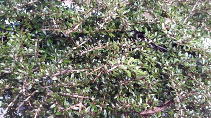 Coprosma Taiko Carousel 2