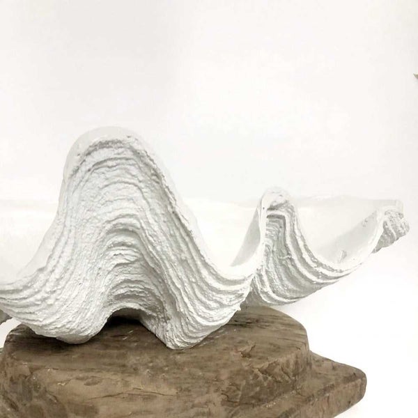 Clam Shells White Clam Shell Large 68cm Carousel 2