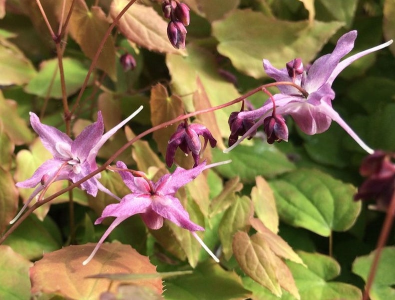 Epimedium grandiflorum Lilafee lilac flowers copper lime spring leaves perennial Carousel 1