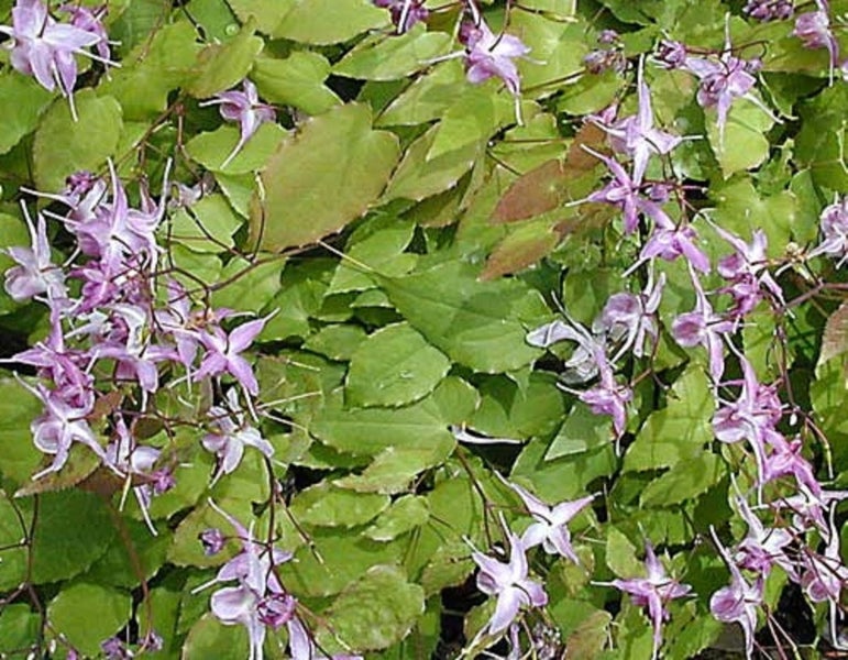 Epimedium grandiflorum Lilafee lilac flowers copper lime spring leaves perennial Carousel 2