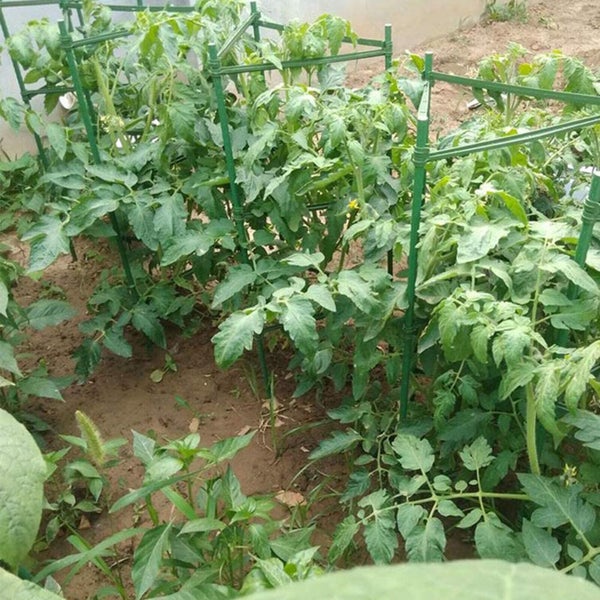 Tomato Cage - Brand New Carousel 4