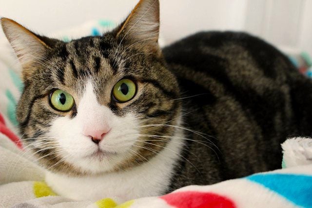 Cats Protection Canterbury - Petrov Carousel 2