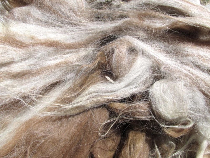 Llama Fleece #27, 1kg. Natural blend of caramels. greys and white. Carousel 1
