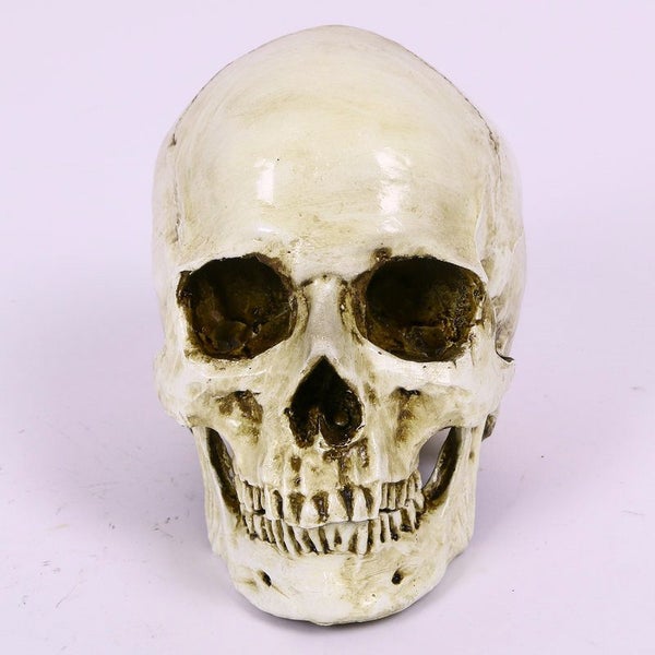 Skull Head Human Resin Skeleton Detached Jaw 2013703 Carousel 1