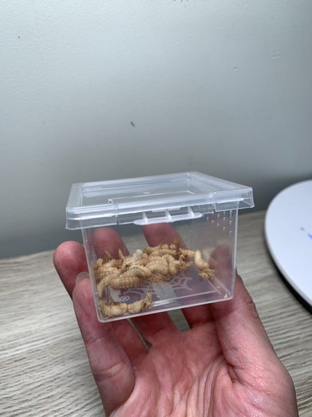 small insect Terrarium Ideal Habitat, frog, Reptiles Transparent Carousel 10