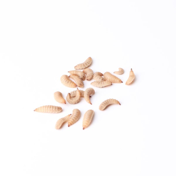 Live Soldier Grubs® - 250 pack (50g+) BSFL - great mealworms alternative! Carousel 1