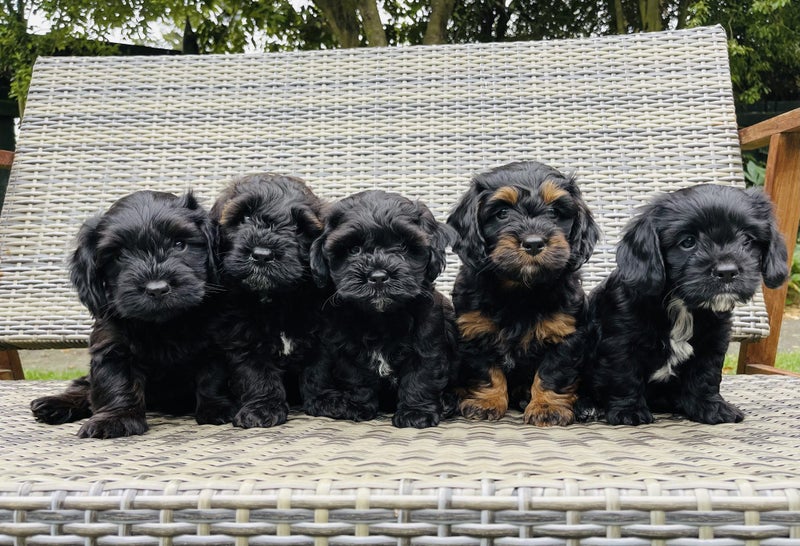 Cavoodle stud Carousel 19