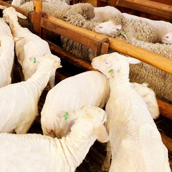 Sheep Shear Carousel 6