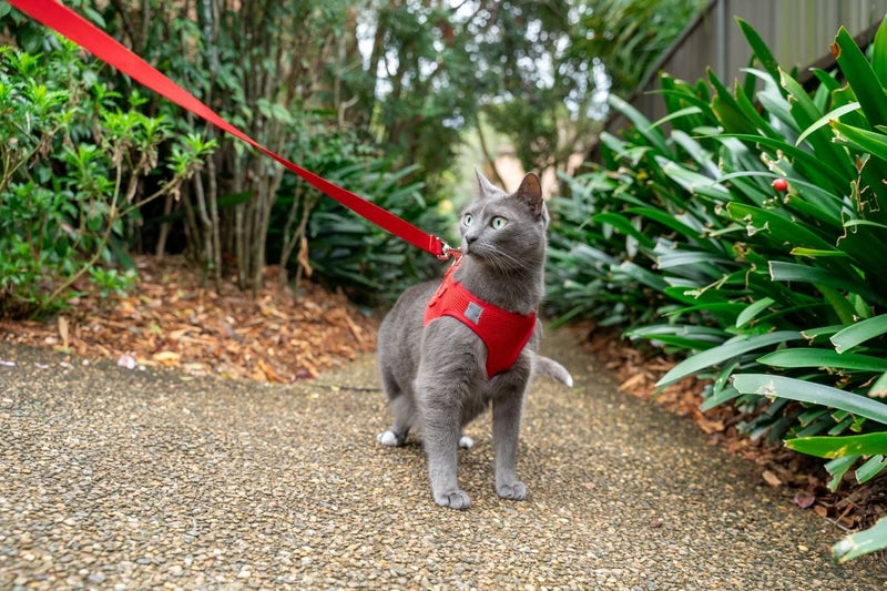 Cat Harness with Vest - Red Carousel 2