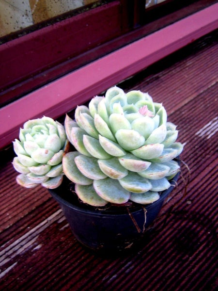SUCCULENT, ECHEVERIA ELEGANS, 2 HEADS Carousel 1