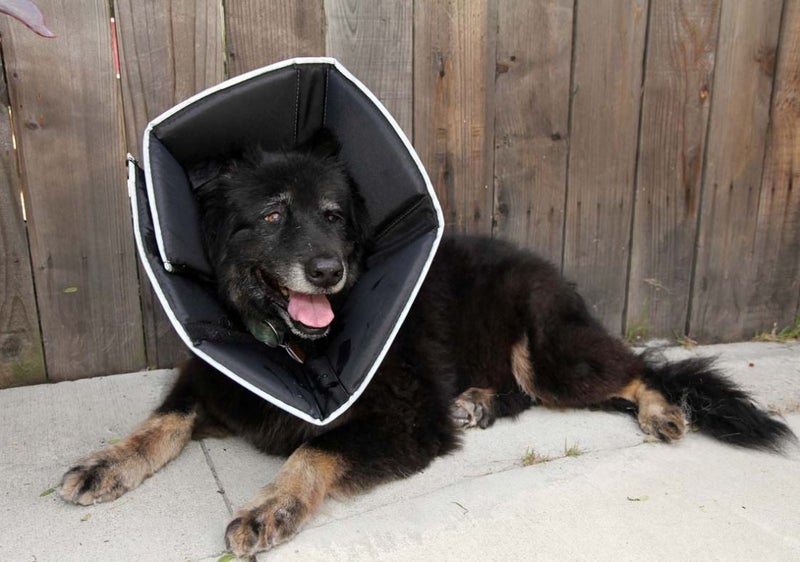 COMFY CONE XTRA LARGE 30CM NECK TO SNOUT / NECK 46CM to 58CM Carousel 1