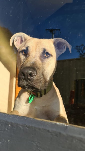 Cosmo Rescue Dog - CDRRNZ Carousel 2