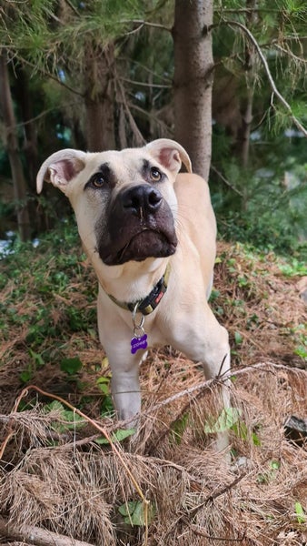 Cosmo Rescue Dog - CDRRNZ Carousel 1