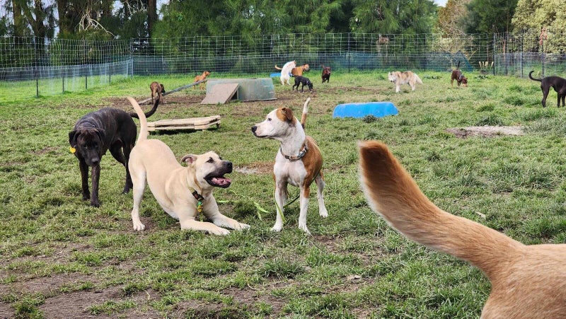 Cosmo Rescue Dog - CDRRNZ Carousel 7