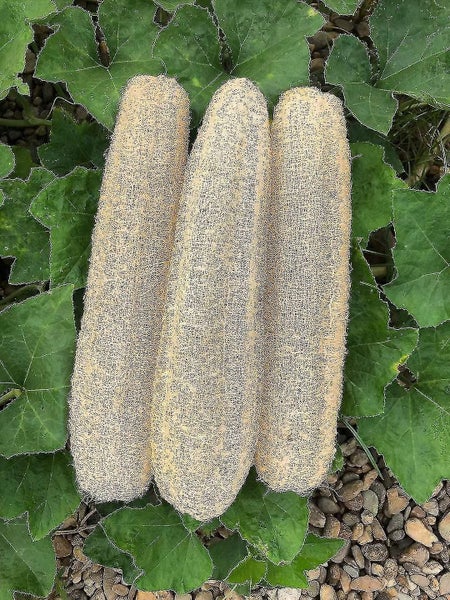 Natural Bath Loofahs Sponges Large Organic Luffa Shower Sponges Skin Body Back E Carousel 1