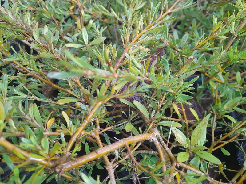 Coprosma Kirkii Goldstream Carousel 1