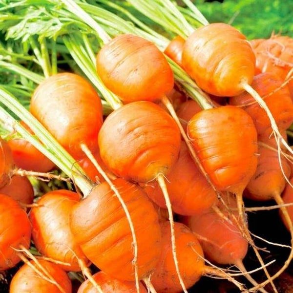 Carrot Paris Market : Unique, spherical, quick growing, sweet gourmet, 400+sds Carousel 2