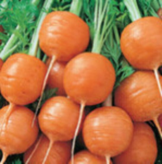 Carrot Paris Market : Unique, spherical, quick growing, sweet gourmet, 400+sds Carousel 1