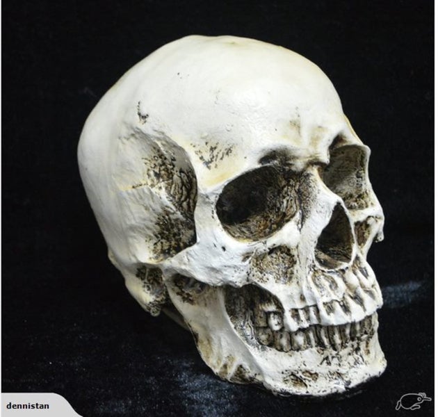 Skull Head Human Resin Skeleton 2013701 Carousel 2