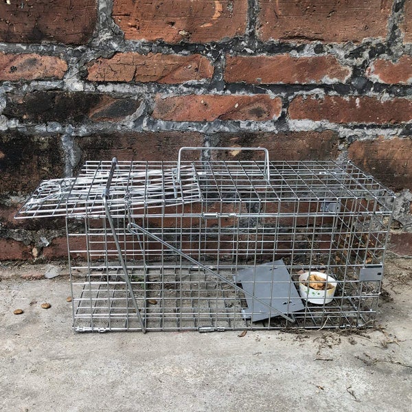 How To Set Up Gingbau Live Rat Trap 