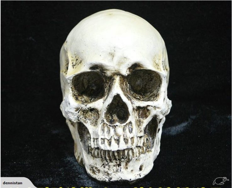 Skull Head Human Resin Skeleton 2013701 Carousel 1