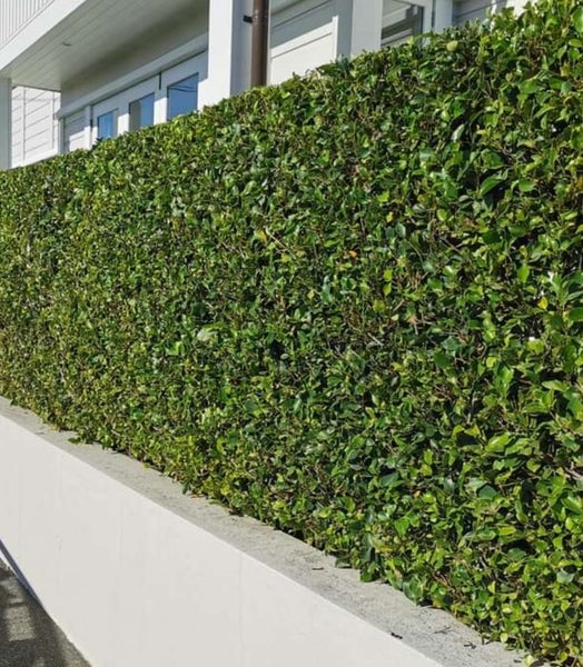 Ficus Tuffy hedging plants x 50 . plant _ Great price Great Plants Carousel 1