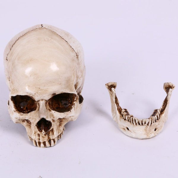 Skull Head Human Resin Skeleton Detached Jaw 2013703 Carousel 5
