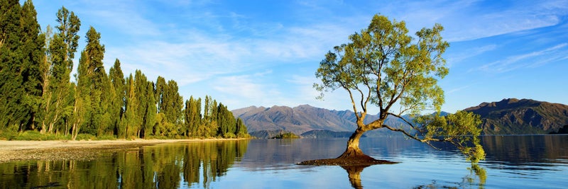 Rokit Wall art. Lake Wanaka and tree in Spring. Large print Carousel 2