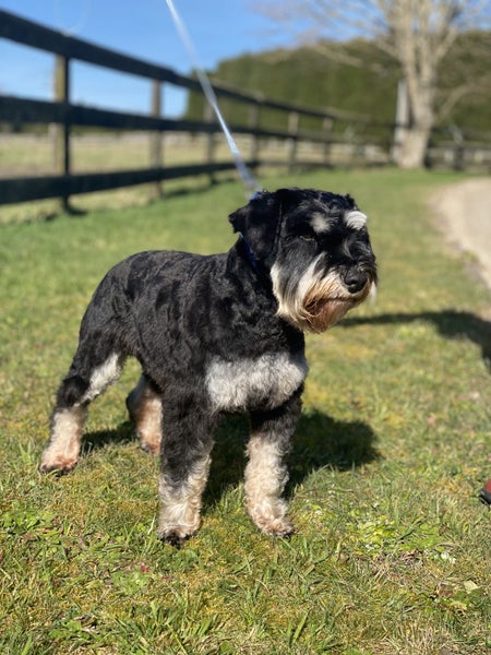 Miniature Schnauzer Carousel 1