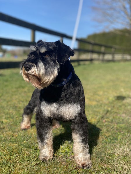 Miniature Schnauzer Carousel 2