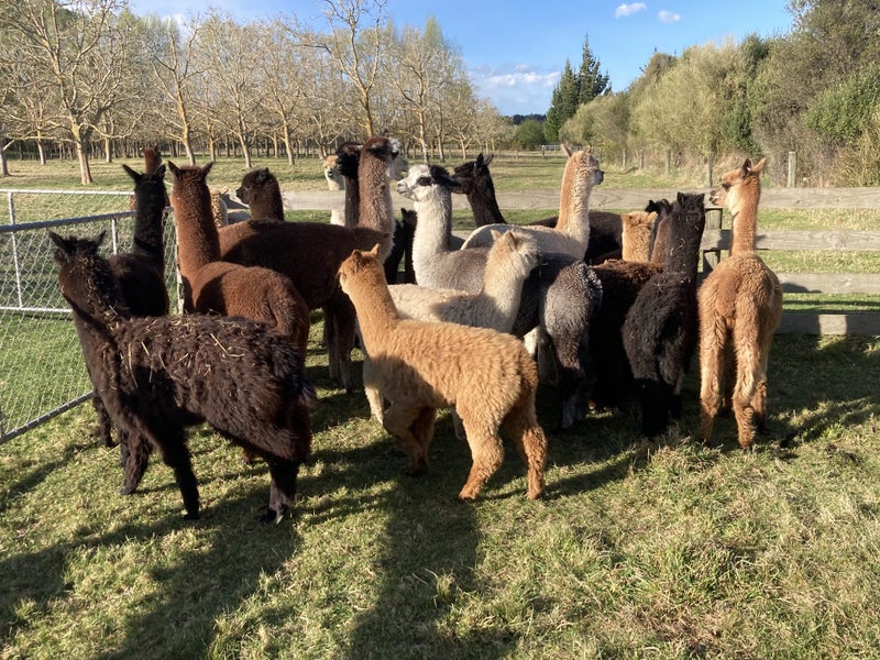 Alpacas Carousel 1