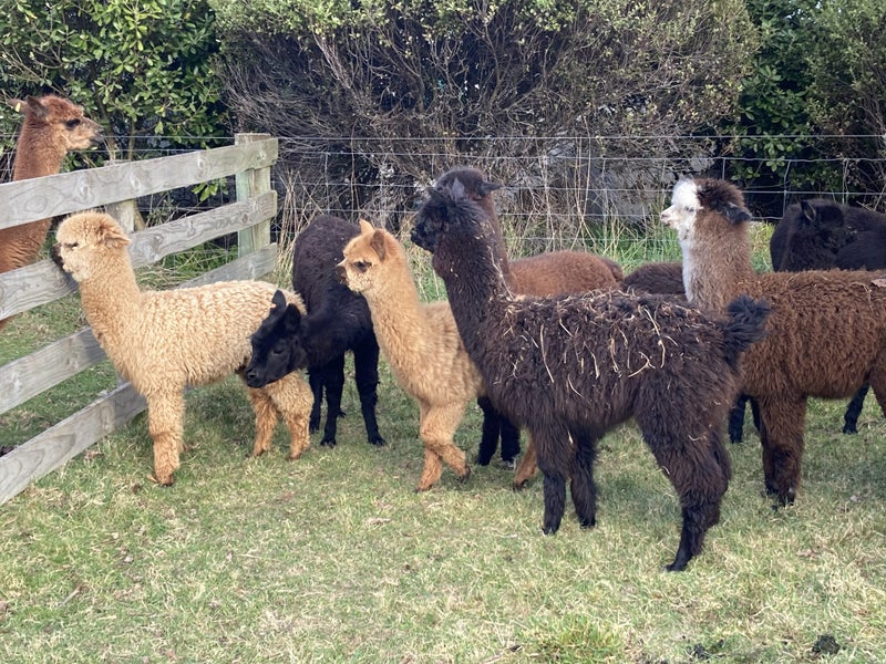 Alpacas Carousel 5