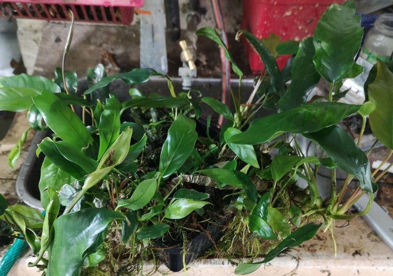 Fish Tank Plant - Anubias barteri var. glabra / minima S Carousel 3